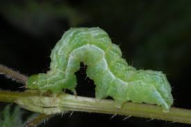 Attēlu rezultāti vaicājumam “Diachrysia tutti”