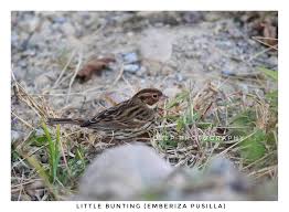 Image result for Emberiza pusilla