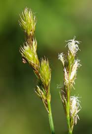 Attēlu rezultāti vaicājumam “Carex leporina”