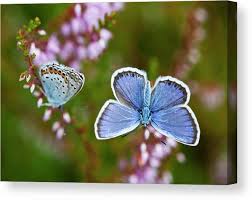Attēlu rezultāti vaicājumam “Polyommatus icarus”