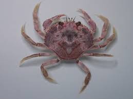 Image result for Metacarcinus magister