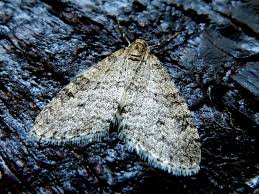 Attēlu rezultāti vaicājumam “Trichopteryx carpinata”