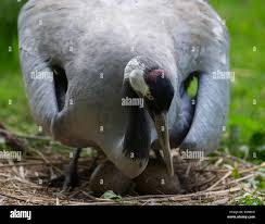 Attēlu rezultāti vaicājumam “Grus grus eggs”