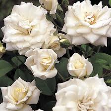 「アイスバーグ」の画像検索結果