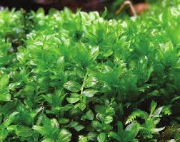 Attēlu rezultāti vaicājumam “Plagiomnium affine sporophyte”