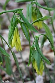 Attēlu rezultāti vaicājumam “Uvularia grandiflora”