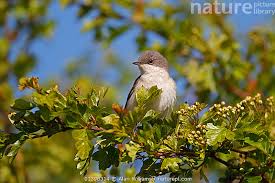 Attēlu rezultāti vaicājumam “Sylvia curruca”