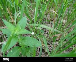 Attēlu rezultāti vaicājumam “Stellaria longifolia”