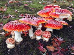 Attēlu rezultāti vaicājumam “Amanita muscaria”