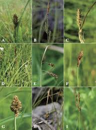 Attēlu rezultāti vaicājumam “Cyperaceae”