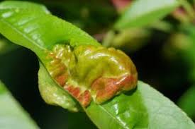 Attēlu rezultāti vaicājumam “Taphrina padi”