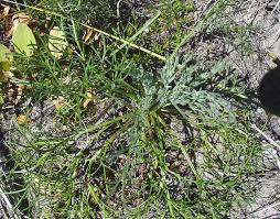 Image result for Artemisia caudata