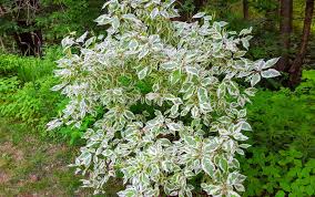 Attēlu rezultāti vaicājumam “Cornus alba”