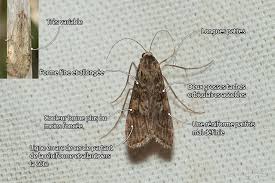 Attēlu rezultāti vaicājumam “Nomophila noctuella”