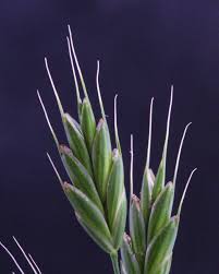 Attēlu rezultāti vaicājumam “Bromus secalinus”