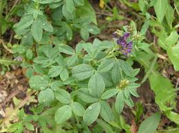 Attēlu rezultāti vaicājumam “Medicago sativa subsp. sativa”