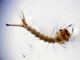 Attēlu rezultāti vaicājumam “Nematocera”