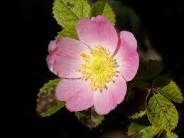 Image result for Rosa canina