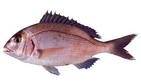 Image result for Pagrus pagrus