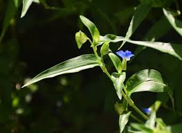 Attēlu rezultāti vaicājumam “Commelina coelestis flower”