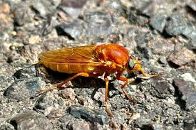 Attēlu rezultāti vaicājumam “Xylophagidae”