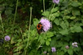 Image result for Succisa pratensis