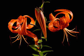 Attēlu rezultāti vaicājumam “Lilium lancifolium”