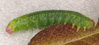 Attēlu rezultāti vaicājumam “Pristiphora maesta larva”