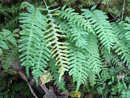Attēlu rezultāti vaicājumam “Polypodium vulgare”