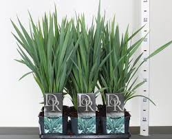 Attēlu rezultāti vaicājumam “Dianema nivale”