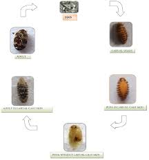 Attēlu rezultāti vaicājumam “Anthrenus scrophulariae”