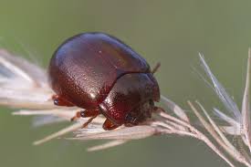 Attēlu rezultāti vaicājumam “Chrysolina staphylaea”