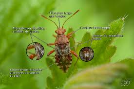 Attēlu rezultāti vaicājumam “Rhopalus maculatus”