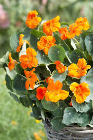 Image result for Tropaeolum minus