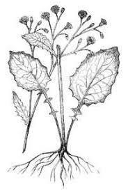 Attēlu rezultāti vaicājumam “Lapsana communis leaf”