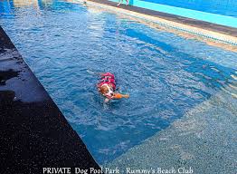 Image result for Hazel Grove & Bramhall Swimming Club