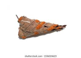 Attēlu rezultāti vaicājumam “Melampsoridium sp.”