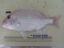 Image result for Polysteganus undulosus