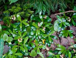 Attēlu rezultāti vaicājumam “Chimaphila umbellata”