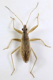 Attēlu rezultāti vaicājumam “Nabidae”