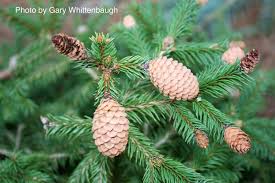 Attēlu rezultāti vaicājumam “Picea abies fruit”