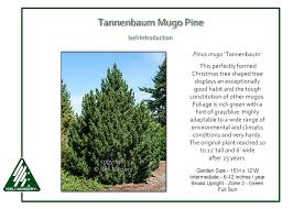 Attēlu rezultāti vaicājumam “Pinus mugo”