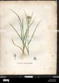 Attēlu rezultāti vaicājumam “Luzula luzuloides fruit”