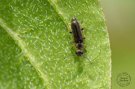 Attēlu rezultāti vaicājumam “Dasytidae”