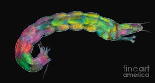 Attēlu rezultāti vaicājumam “Chironomidae”