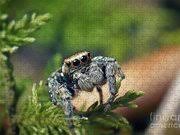 Attēlu rezultāti vaicājumam “Evarcha falcata female”