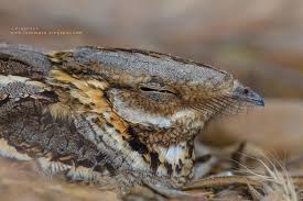 Image result for Caprimulgus ruficollis