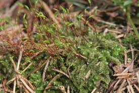 Attēlu rezultāti vaicājumam “Herzogiella seligeri”