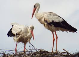 Attēlu rezultāti vaicājumam “Ciconia ciconia adult”