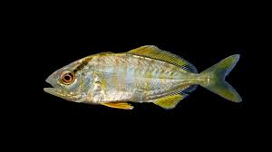 Image result for Seriola dumerili